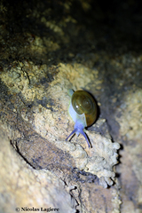 Schistophallus samius