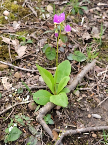 Primula fassettii