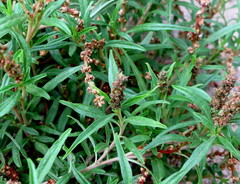 Amaranthus muricatus