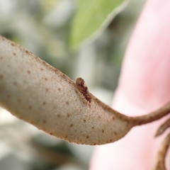 Cacopsylla fulguralis