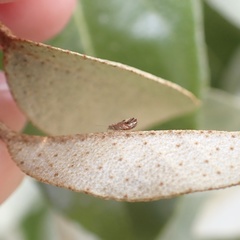 Cacopsylla fulguralis