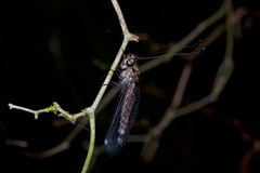 Ululodes quadripunctatus