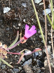 Clarkia franciscana