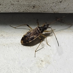 Ozophora salsaverdeae