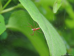 Tapinillus
