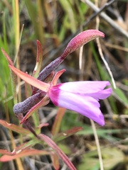 Clarkia franciscana