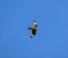 Milvus milvus