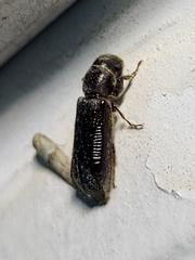 Melalgus plicatus