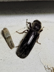 Melalgus plicatus