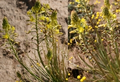 Bulbine abyssinica