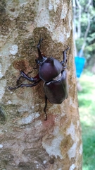 Trypoxylus dichotomus tsunobosonis