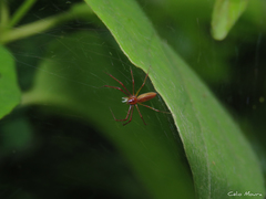 Tapinillus