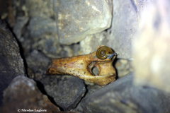 Schistophallus samius