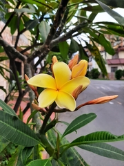Plumeria rubra