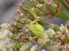 Misumena spinifera