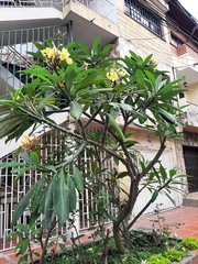 Plumeria rubra