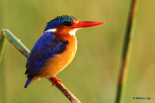 Malachite Kingfisher