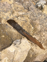 Lessoniaceae