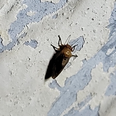 Pachypsylla celtidisgemma