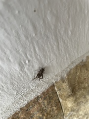 Modicogryllus