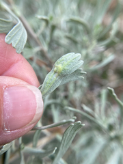 Rhopalomyia tumidibulla