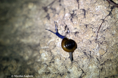Schistophallus samius