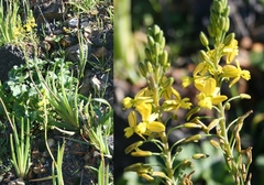 Bulbine alooides