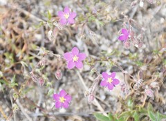 Spergularia purpurea
