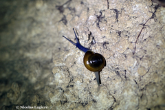 Schistophallus samius
