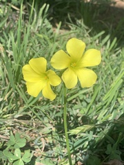Oxalis pes-caprae