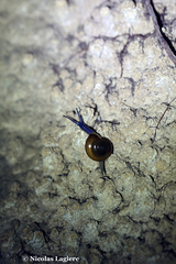 Schistophallus samius