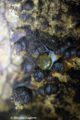 Schistophallus samius