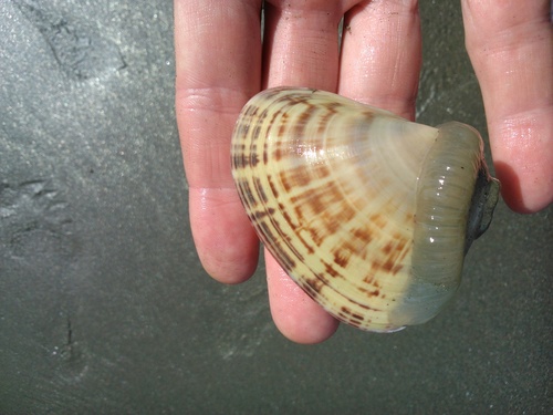 Tivela planulata