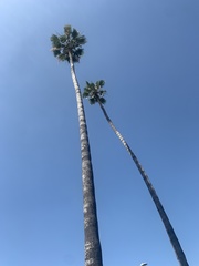 Arecaceae
