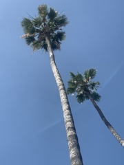 Arecaceae