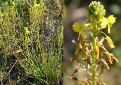 Bulbine lagopus