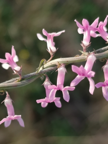 Highveld Baroe (Cyphia stenopetala)
