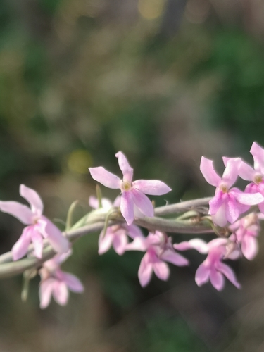 Image of Cyphia stenopetala by (c) Ricus Nel, some rights reserved (CC BY)