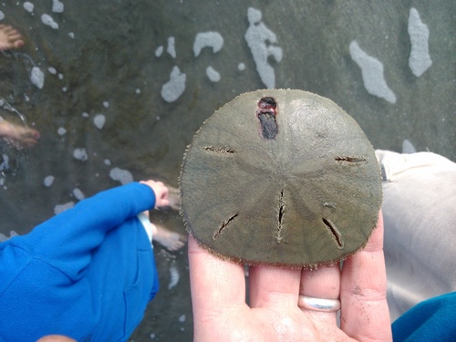 Long Slit Keyhole Sand Dollar