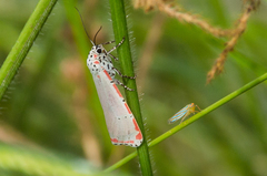 Ferrariana trivittata