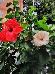 Hibiscus rosa-sinensis