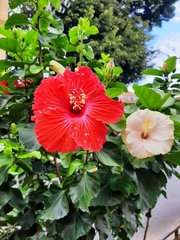 Hibiscus rosa-sinensis