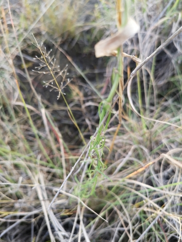 Image of Cyphia stenopetala by (c) Ricus Nel, some rights reserved (CC BY)