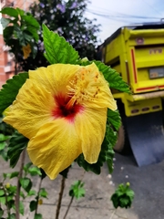 Hibiscus rosa-sinensis