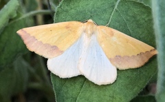 Neoterpes edwardsata