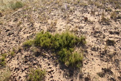 Restio gaudichaudianus