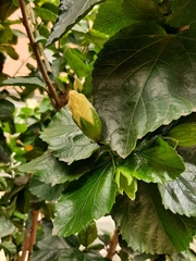 Hibiscus rosa-sinensis