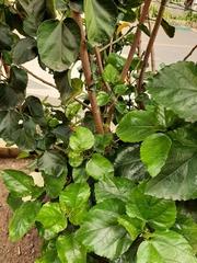 Hibiscus rosa-sinensis