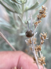 Rhopalomyia obovata