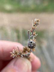 Rhopalomyia obovata